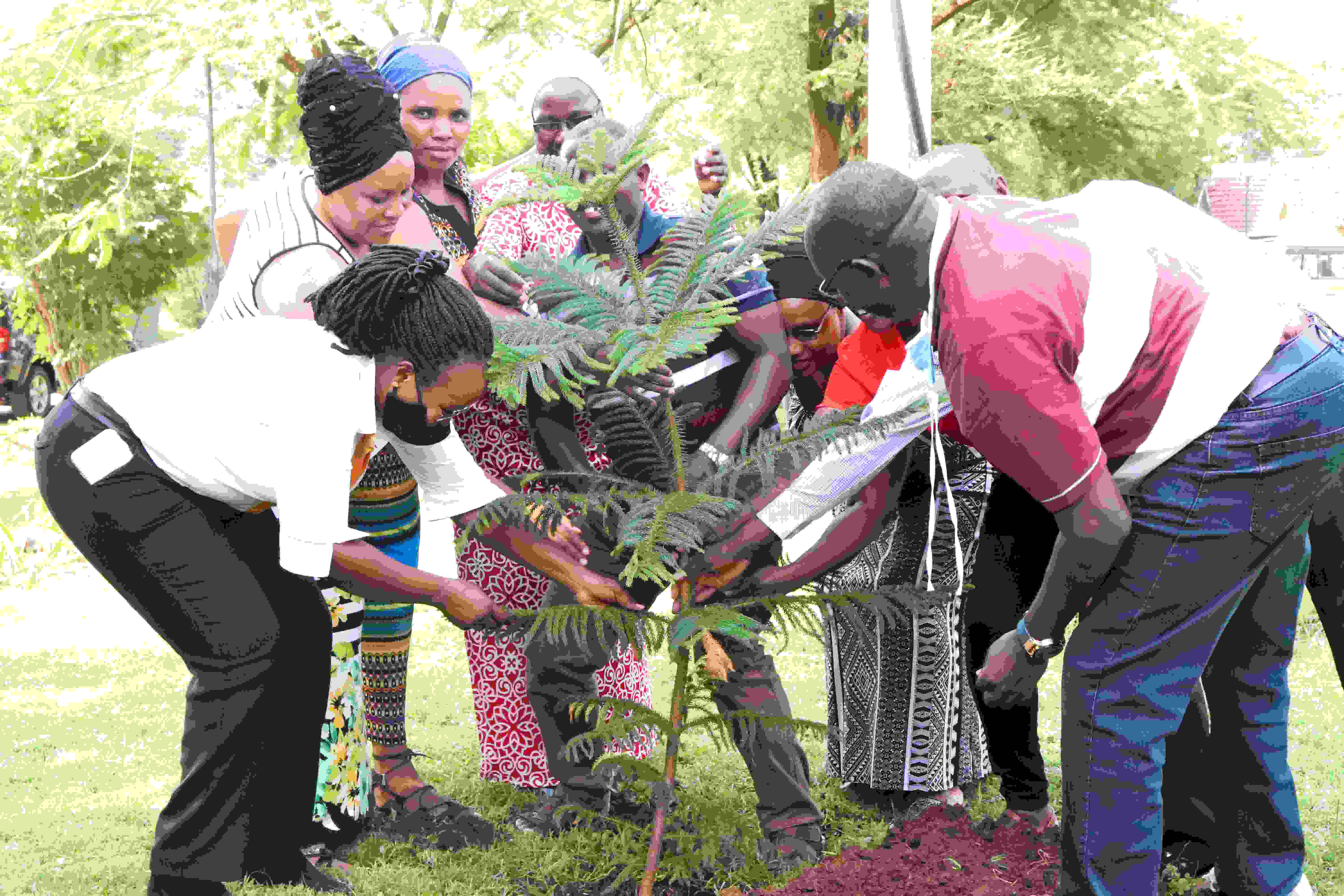 Tree Planting 