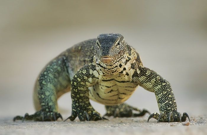 Nile Monitor Lizard